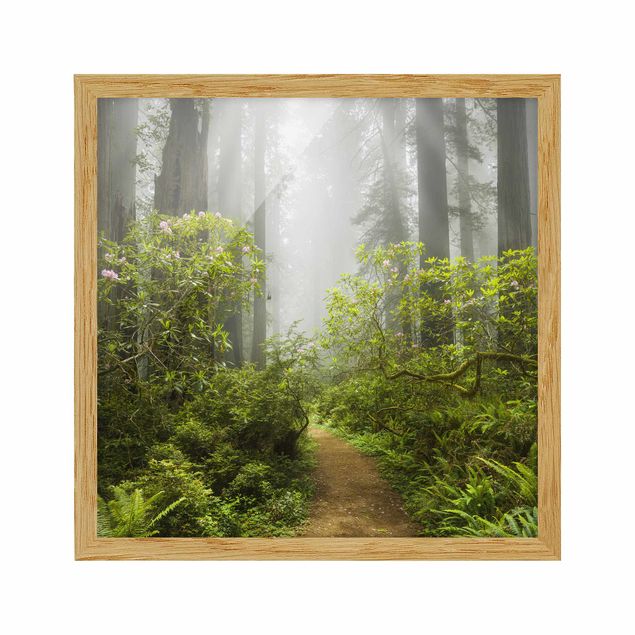 Tableaux encadrés paysage Chemin de forêt brumeux