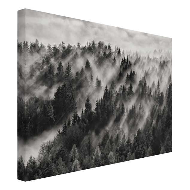 Tableaux sur toile en noir et blanc Rayons lumineux dans la forêt de conifères