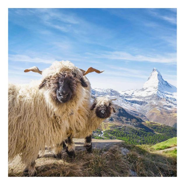 Tableau verre montagne Moutons à nez noir de Zermatt