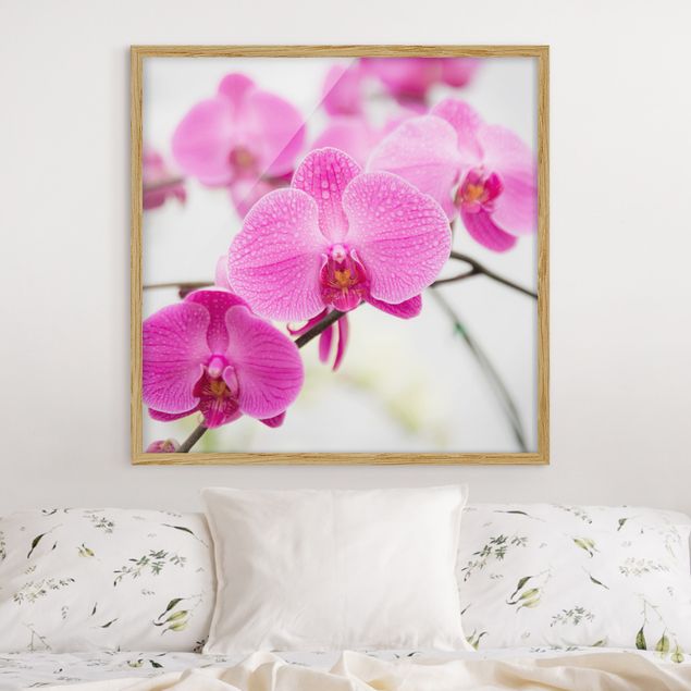 Tableau orchidée Gros plan sur une orchidée