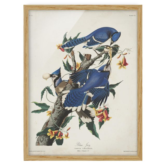 Tableau floral mural Tableau Vintage Blue Jays