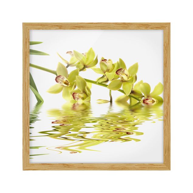 Tableaux moderne Eaux élégantes d'orchidées