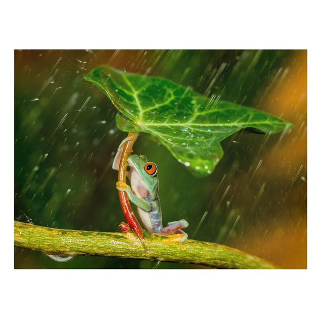 Tableau animaux Grenouille sous la pluie