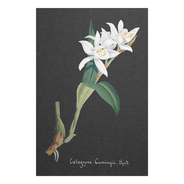 tableaux floraux Orchidée blanche sur lin II