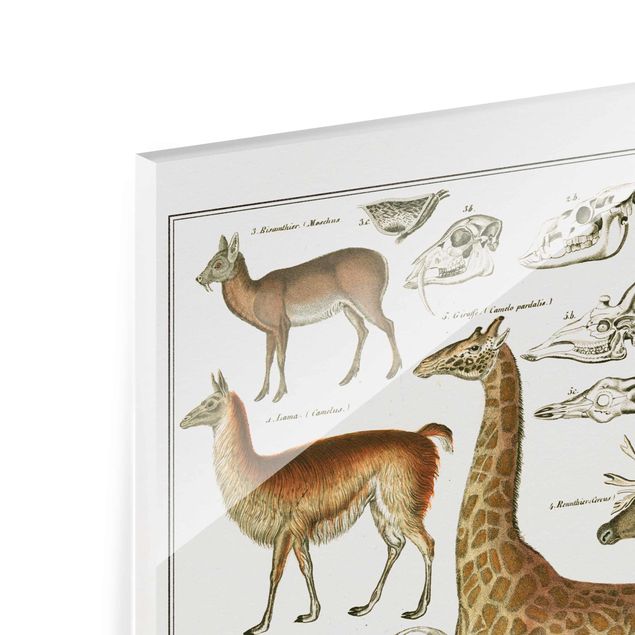 Tableau marron Tableau Botanique Girafe, Camel Et IIama