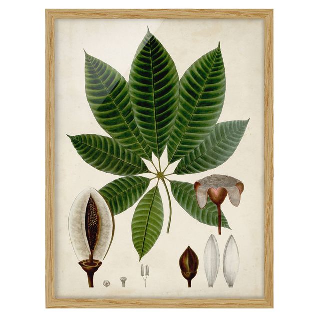 Tableau floral Poster à feuilles caduques VII