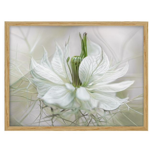 Tableau fleurs White Nigella