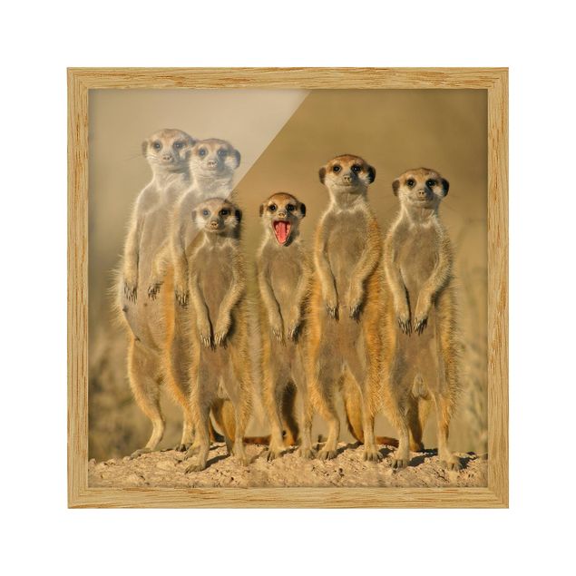 Tableaux modernes Famille de suricates