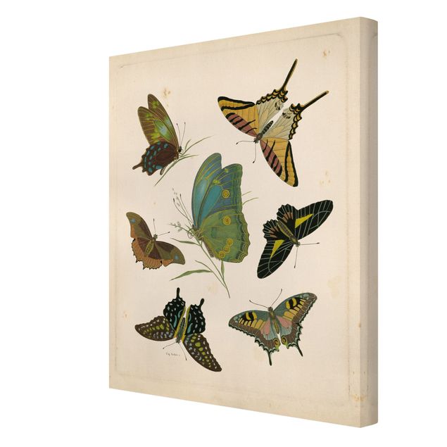 Tableau toile animaux Illustration vintage Papillons Exotiques
