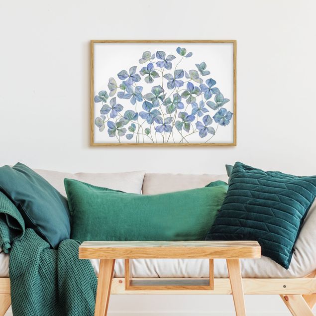 Tableaux encadrés fleurs Fleurs d'hortensia bleues