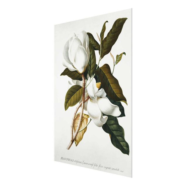 Tableaux fleurs Georg Dionysius Ehret - Magnolia