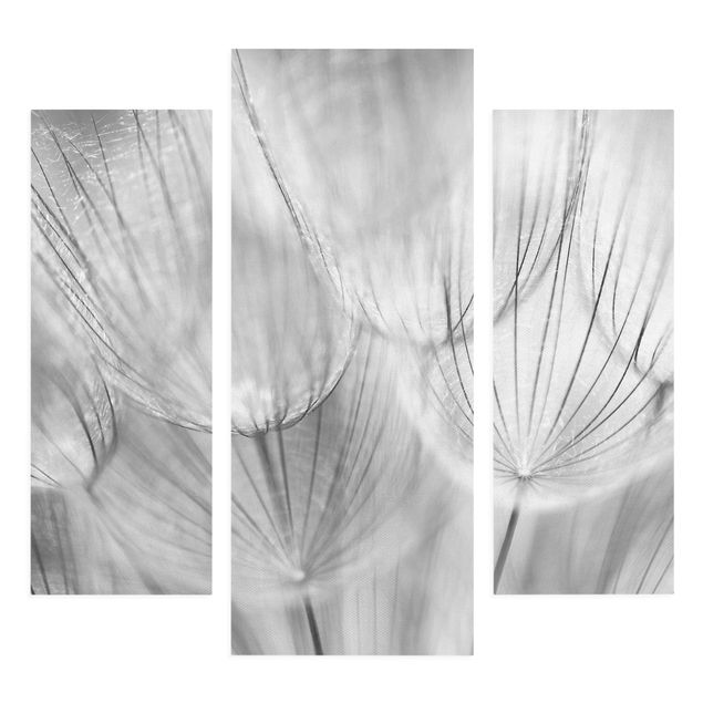tableaux floraux Pissenlits en macrophotographie en noir et blanc