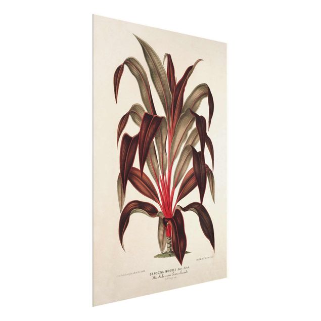 tableaux floraux Illustration Botanique Vintage Dragonnier des Canaries