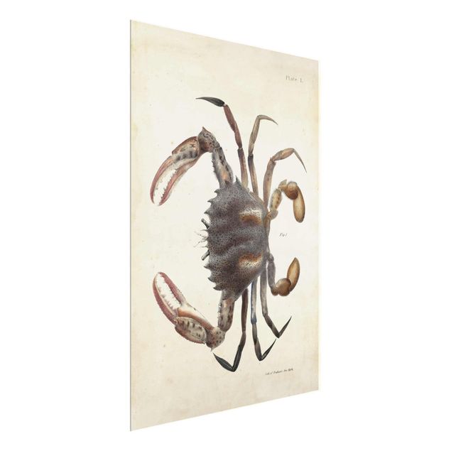 Tableau rétro Illustration vintage Crabe