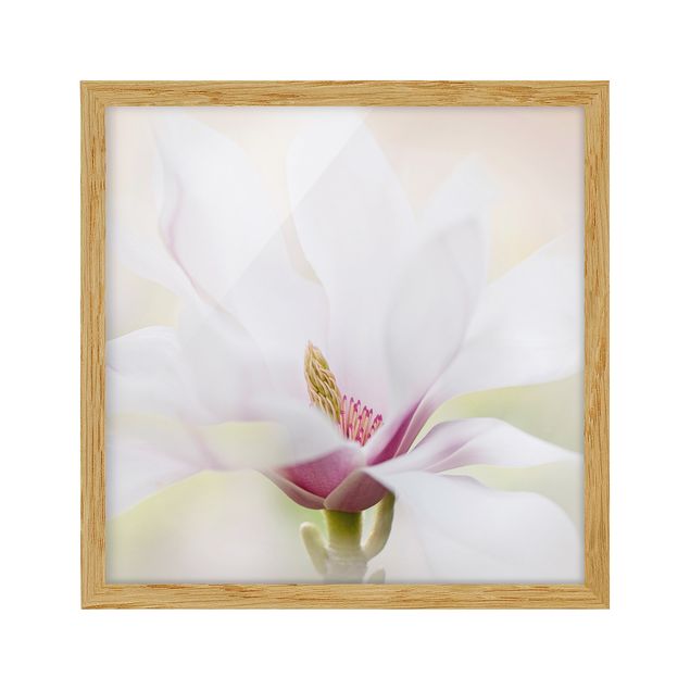 Tableaux fleurs Délicate fleur de magnolia