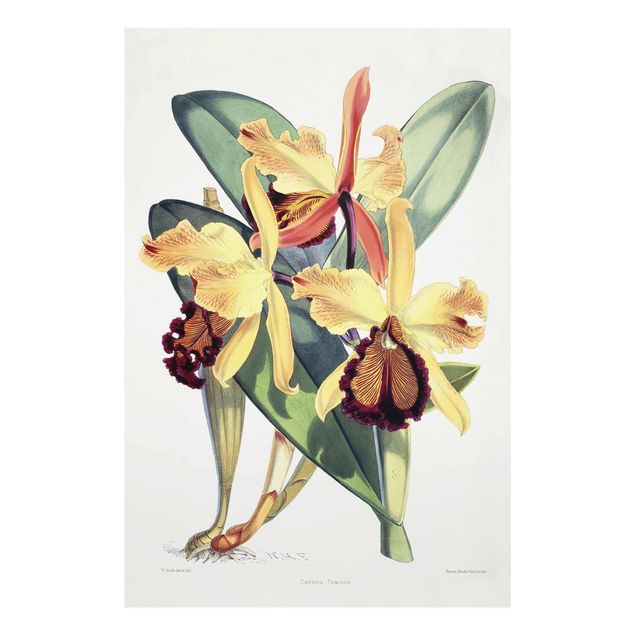 Tableaux en verre fleurs Walter Hood Fitch - Orchidée