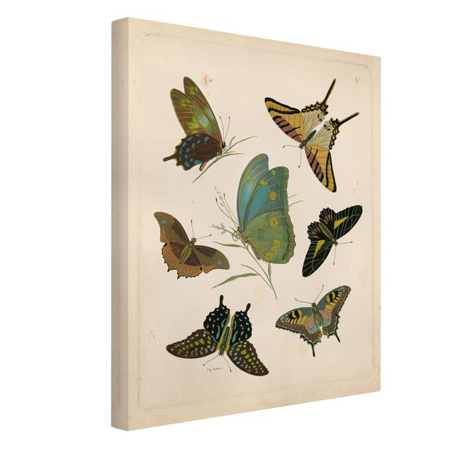 Tableau animaux Illustration vintage Papillons Exotiques
