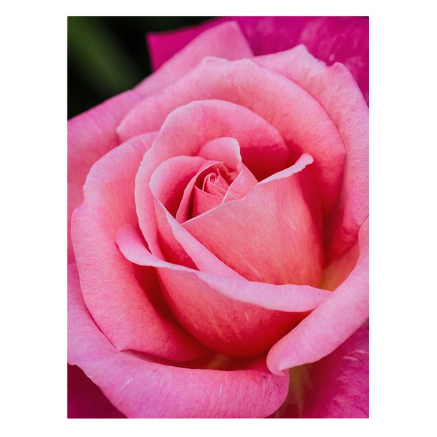 Tableau amour Fleurs de rose rose sur fond vert