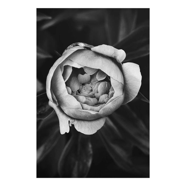 Tableaux en verre noir et blanc Pivoine et feuilles noir et blanc