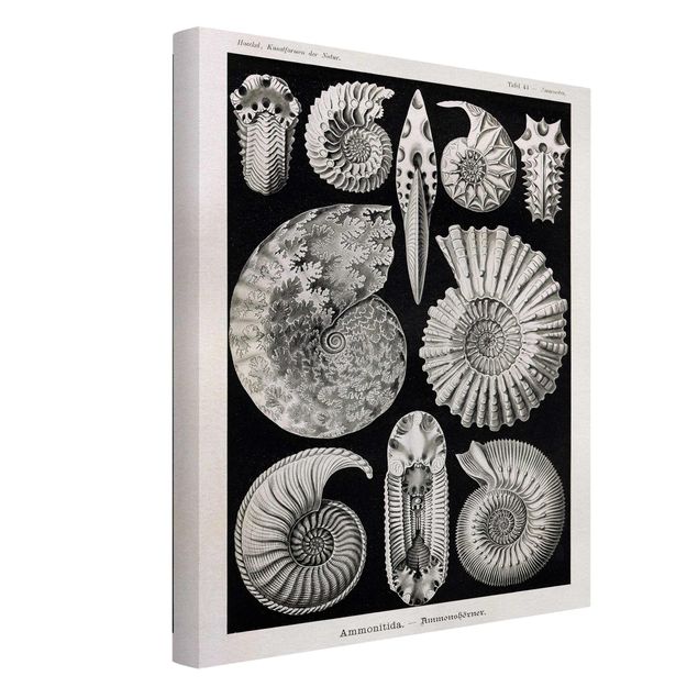 Tableaux vintage Tableau Botanique Fossiles noir et blanc