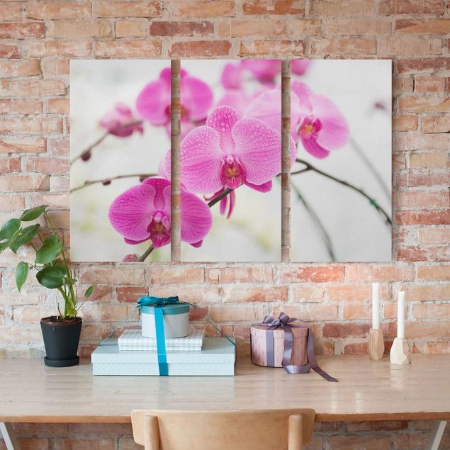 Tableaux orchidées Gros plan sur une orchidée
