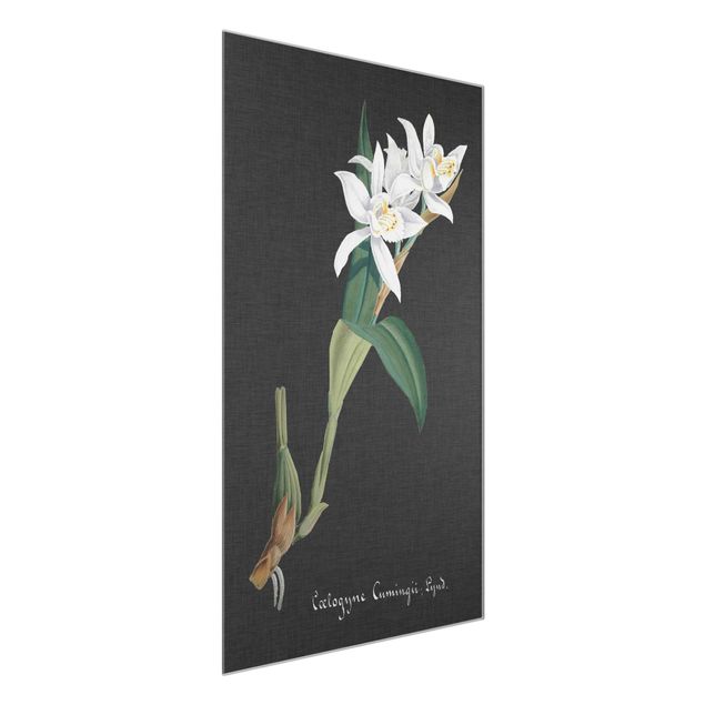 Tableaux en verre fleurs Orchidée blanche sur lin II