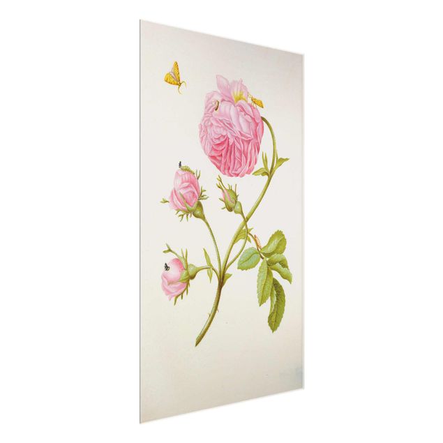 Tableaux en verre fleurs Anna Maria Sibylla Merian - Rose sauvage avec Gracillariidae