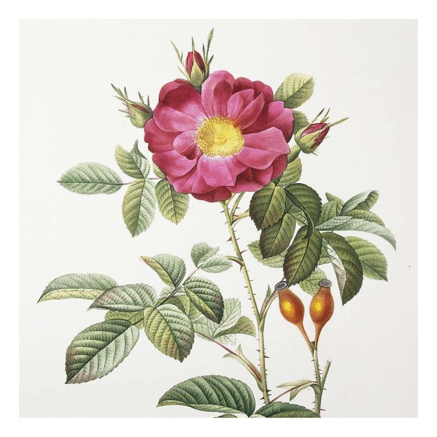 Tableaux en verre fleurs Pierre Joseph Redoute - Rose de Portland