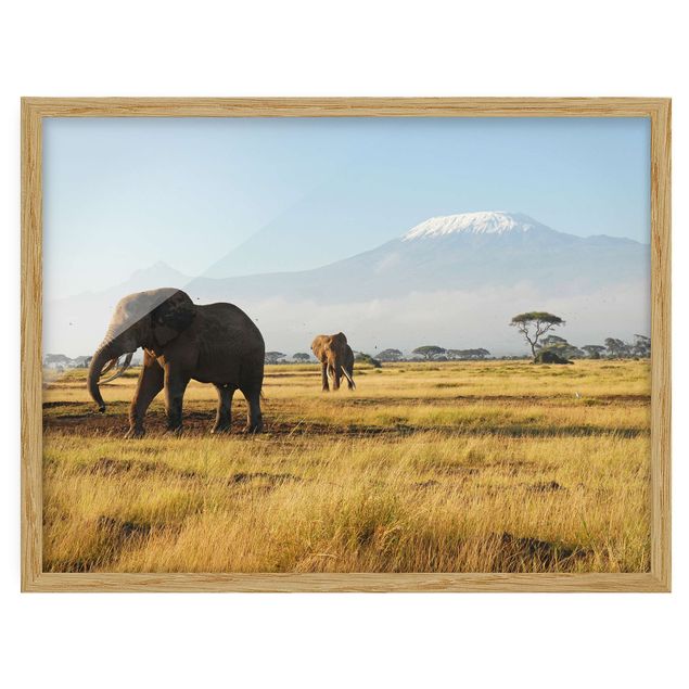 Tableau montagne Elephants In Front Of The Kilimanjaro In Kenya