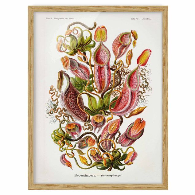 Tableau floral mural Tableau Vintage Plantes Illustration Rouge Vert