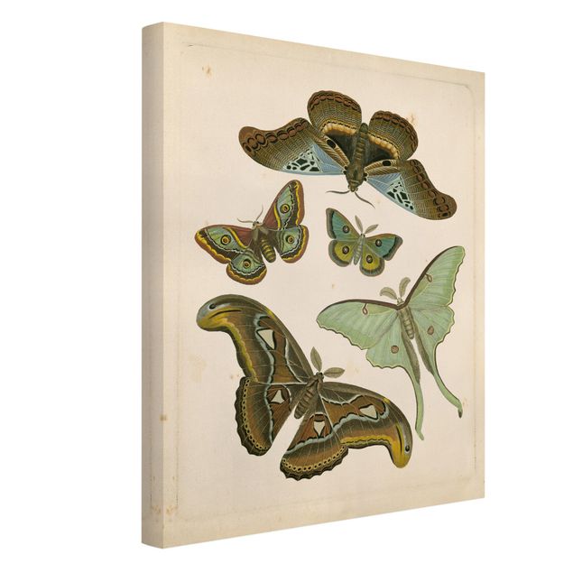 Cadre animaux Illustration vintage Papillons Exotiques II