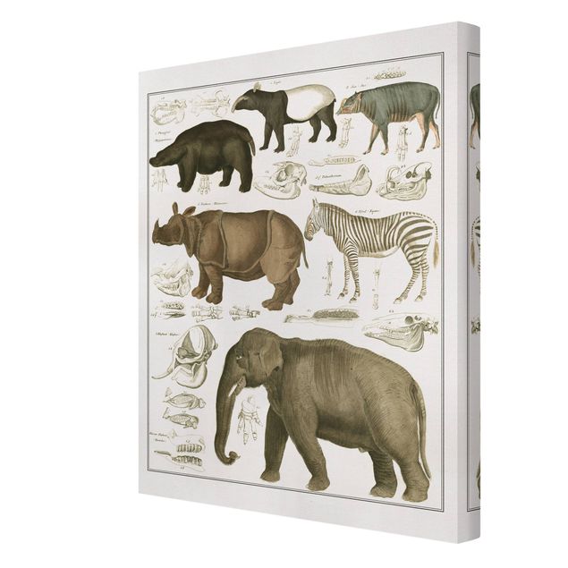 Toile afrique Tableau Botanique éléphant, zèbre et rhino