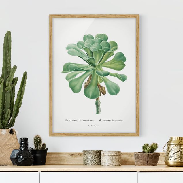 Déco mur cuisine Illustration Botanique Vintage Succulent I vert