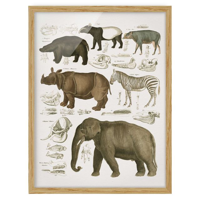 Tableaux zèbre Tableau Botanique éléphant, zèbre et rhino