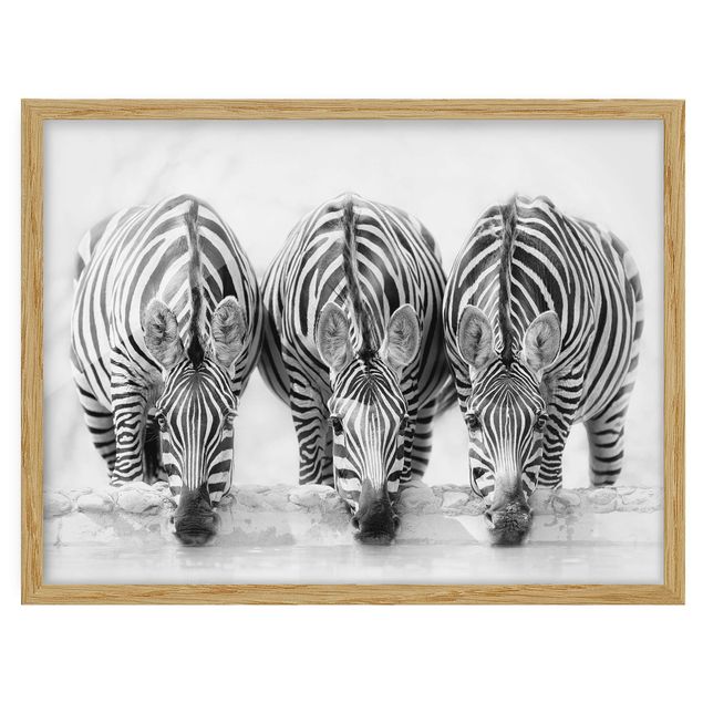 Affiches encadrées animaux Trio de zèbres en noir et blanc