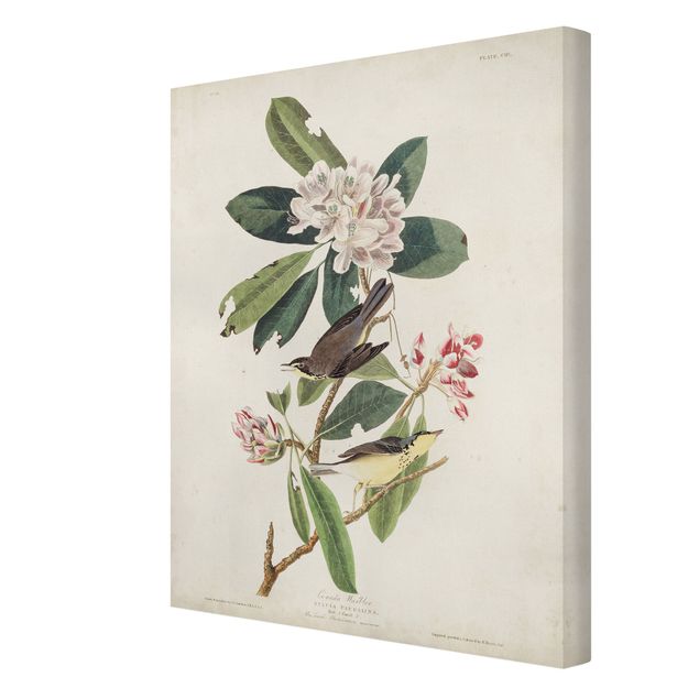 Tableaux vintage Tableau Botanique Warbler