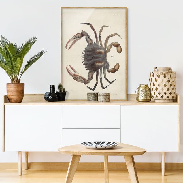 Tableaux encadrés animaux Illustration vintage Crabe