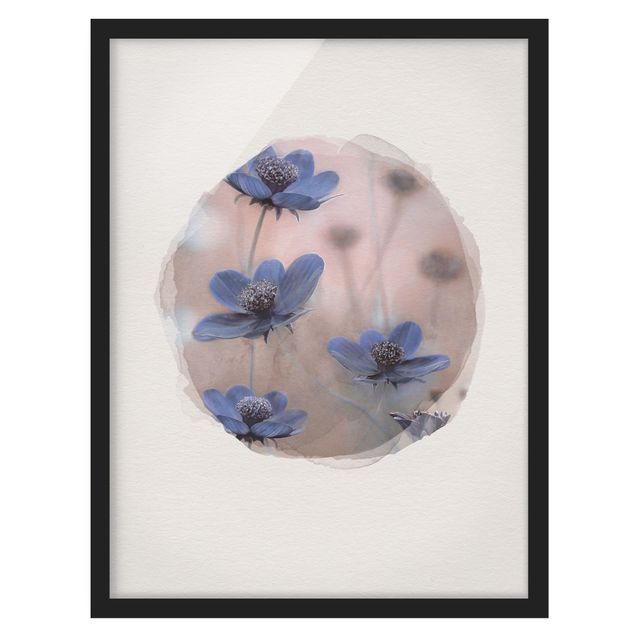 Tableaux fleurs Aquarelles - Cosmos bleu