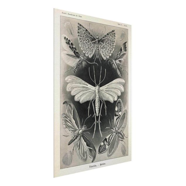 Cadre animaux Tableau Vintage phalènes et papillons