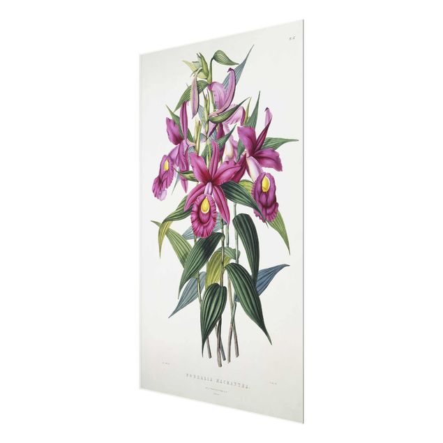 Tableaux fleurs Maxim Gauci - Orchidée I