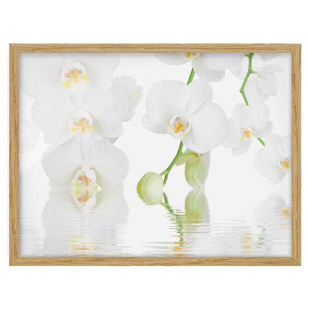 Tableau moderne Spa Orchid - Orchidée blanche