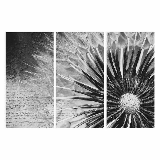 tableaux floraux Pissenlit en noir et blanc
