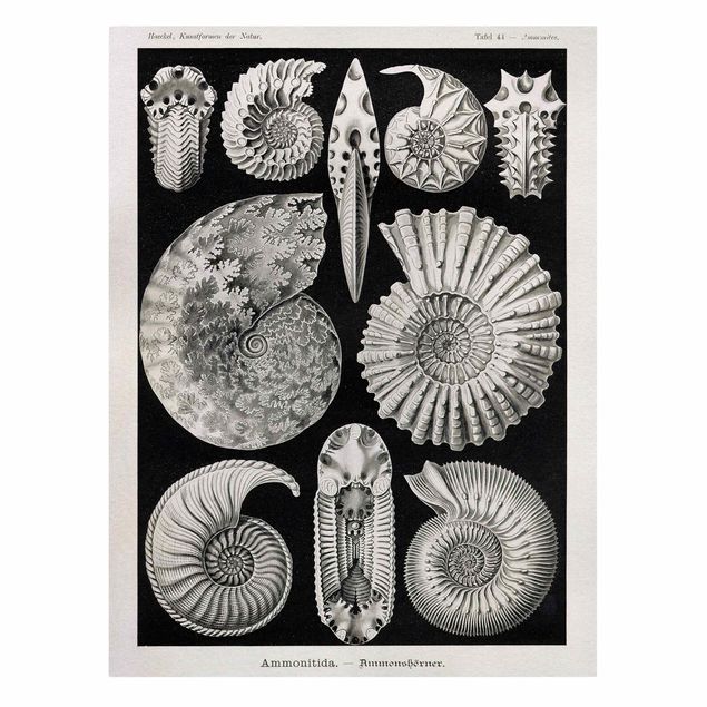 Tableaux noir et blanc Tableau Botanique Fossiles noir et blanc