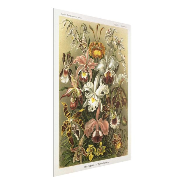Tableaux en verre fleurs Tableau Vintage Orchidée