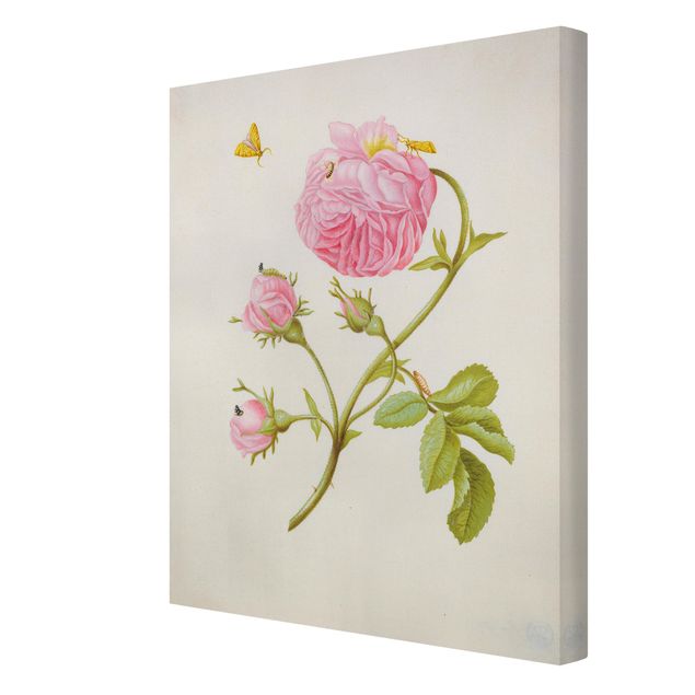 Tableau vintage Anna Maria Sibylla Merian - Rose sauvage avec Gracillariidae