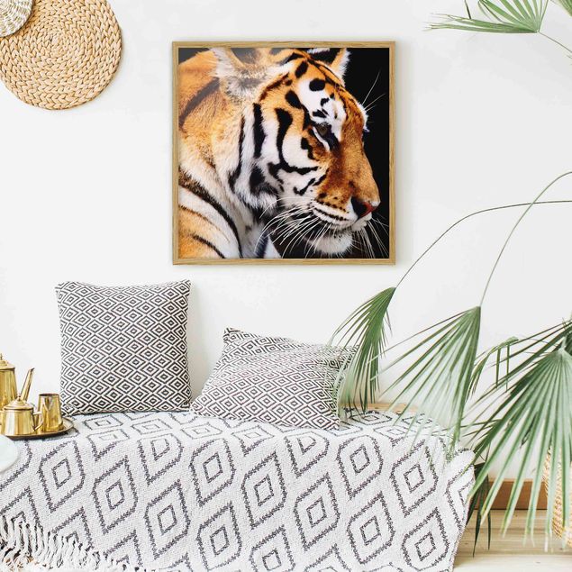 Affiches encadrées animaux Beauté du tigre