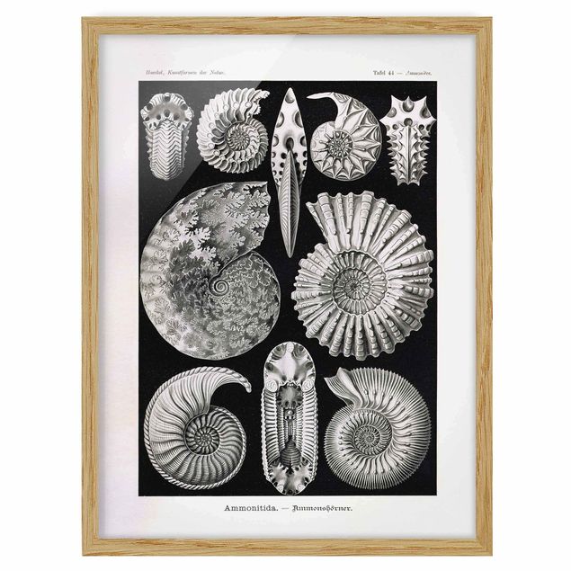Tableaux encadrés animaux Tableau Botanique Fossiles noir et blanc