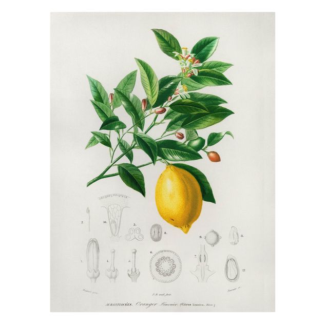 Tableaux sur toile avec légumes et fruit Illustration Botanique Vintage Citron