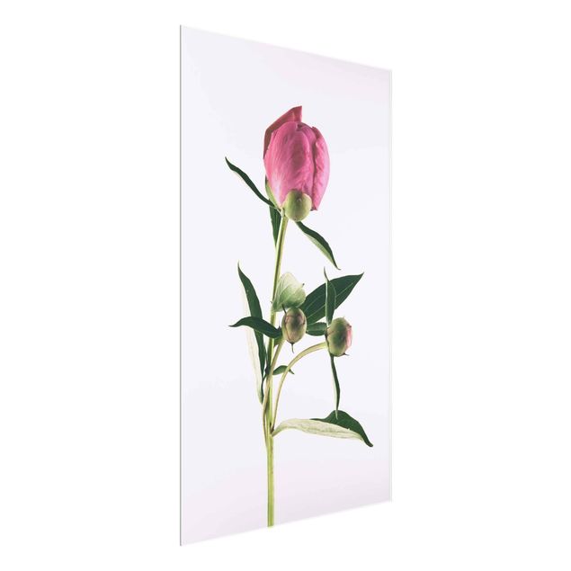 Tableaux en verre fleurs Pivoine rose sur blanc