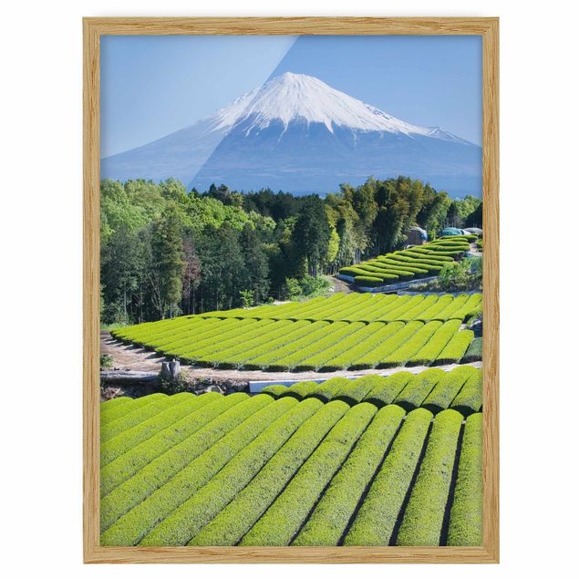 Tableau montagne Champs de thé devant le Fuji